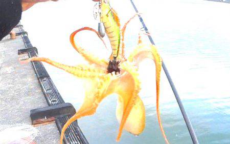 焼津　小川にて、ダイソーエギ投げたらタコがすぐに釣れる